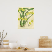 Oncidium Sessile Orchidee Flower Poster (Keuken)