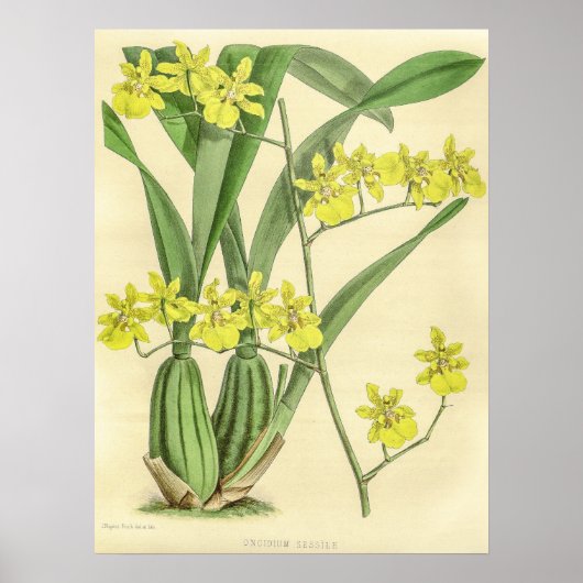 Oncidium Sessile Orchidee Flower Poster (Voorkant)