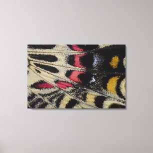 Onder close-up Bhutanitis mansfieldi Canvas Afdruk