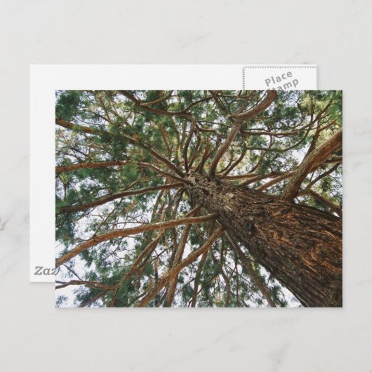 Onder de boom briefkaart (Voorkant / Achterkant)