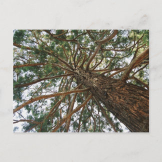 Onder de boom briefkaart