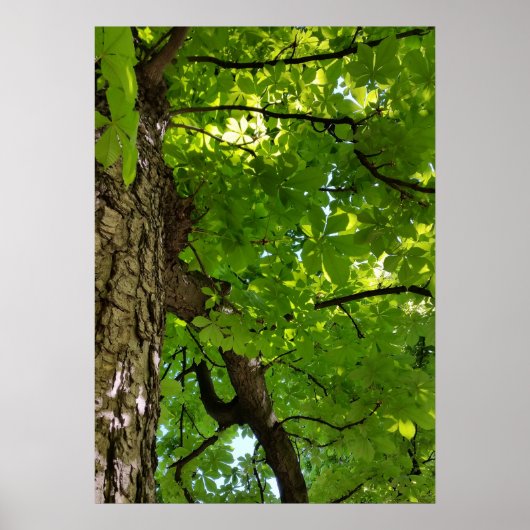 onder de boom poster (Voorkant)