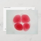 Onder de microscoop bevruchte eicellen briefkaart (Voorkant / Achterkant)