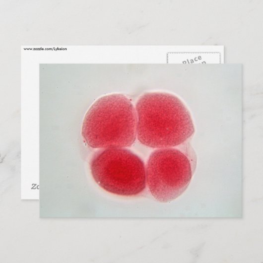 Onder de microscoop bevruchte eicellen briefkaart (Voorkant / Achterkant)