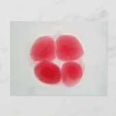 Onder de microscoop bevruchte eicellen briefkaart (Voorkant)