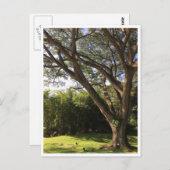 Onder de regenboom briefkaart (Voorkant / Achterkant)