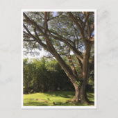 Onder de regenboom briefkaart (Voorkant)