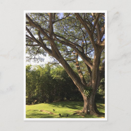 Onder de regenboom briefkaart (Voorkant)