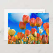 Onder een Tulip Sky Briefkaart (Voorkant / Achterkant)