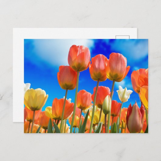Onder een Tulip Sky Briefkaart (Voorkant / Achterkant)
