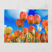 Onder een Tulip Sky Briefkaart (Voorkant)