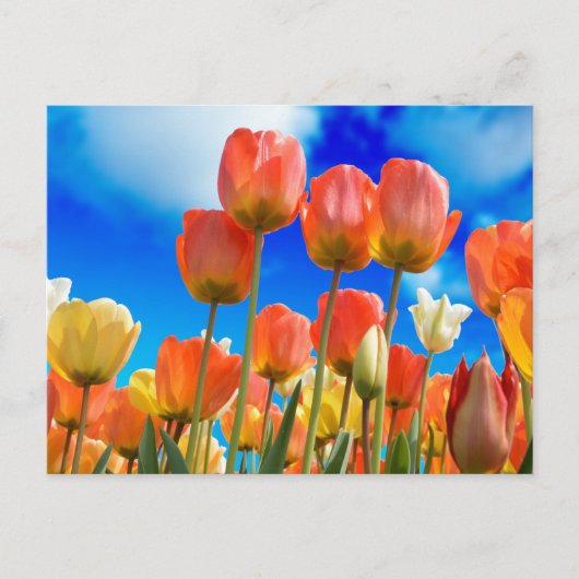 Onder een Tulip Sky Briefkaart (Voorkant)