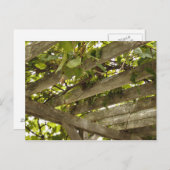 Onder een wijnstokboekje briefkaart (Voorkant / Achterkant)