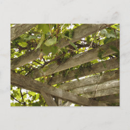 Onder een wijnstokboekje briefkaart