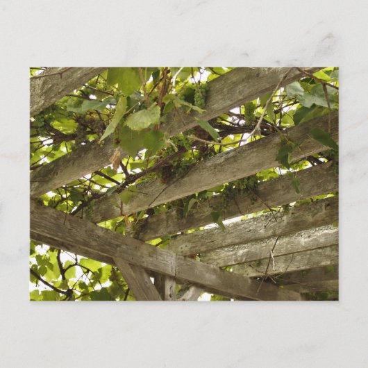 Onder een wijnstokboekje briefkaart (Voorkant)