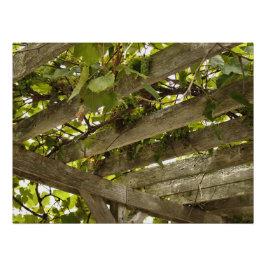 Onder een wijnstokboekje perfect poster