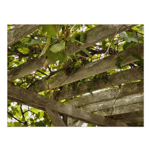 Onder een wijnstokboekje perfect poster (Voorkant)