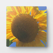 Onder een zonnebloem fotoplaat (Voorkant)