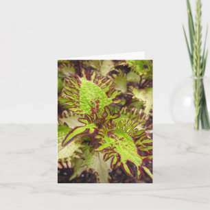 Onder het Zee Coleus Photo Folded Note Kaart