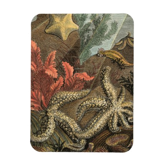 Onder het Zee Magneet (Verticaal)