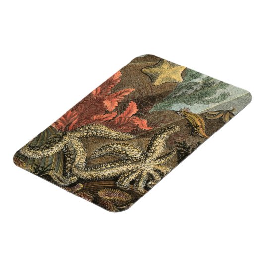 Onder het Zee Magneet (Linkerzijde)