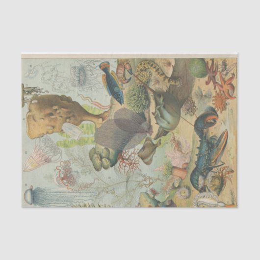 Onder het zee mariene biologie ambachtslieden' tissuepapier (Voorkant)