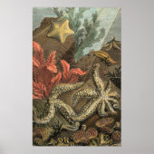 Onder het Zee Poster (Voorkant)