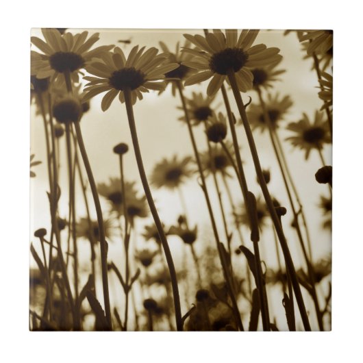 Onder madeliefjes tegeltje (Voorkant)