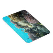 Onder water, koraalrif, magneet (Rechterzijde)