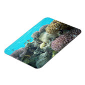 Onder water, koraalrif, magneet (Linkerzijde)