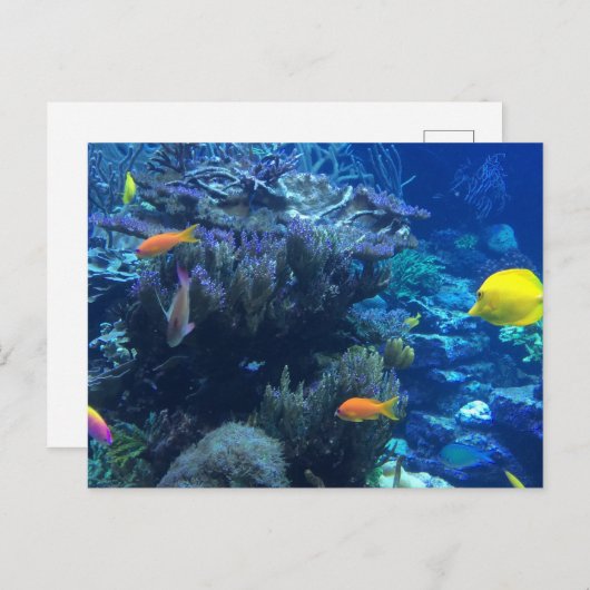 Onder water Ocean World en Summer Story Briefkaart (Voorkant / Achterkant)