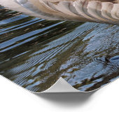 Onder Zijn Wings-zwaan met cygnet Poster (Hoek)