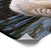 Onder Zijn Wings-zwaan met cygnet-Poster Poster (Hoek)