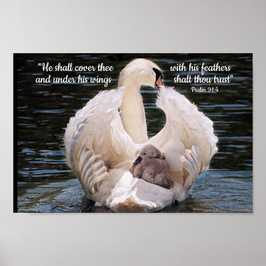 Onder Zijn Wings-zwaan met cygnet-Poster Poster (Voorkant)