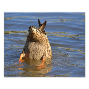 Onderaan de Duck Photo Print Foto Afdruk