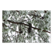 Onderaan de sneeuwbedekte pijnboom Winter Foto Afdruk (Voorkant)