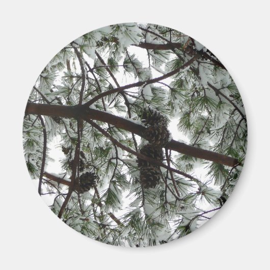 Onderaan de sneeuwbedekte pijnboom Winter Foto Magneet (Voorkant)