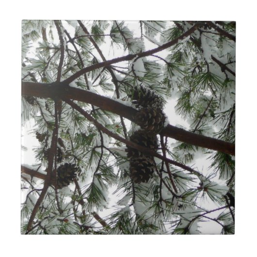Onderaan de sneeuwbedekte pijnboom Winter Foto Tegeltje (Voorkant)