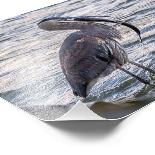 Onderaan het luik grote blauwe reiger foto afdruk (Hoek)