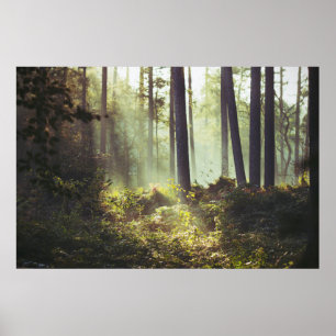 Onderborstelpatroon in het bos poster