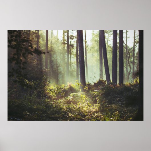 Onderborstelpatroon in het bos poster (Voorkant)
