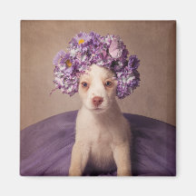 Onderdak Huisdieren Project - Fiona