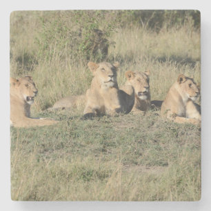 Onderdeel van een Lion Pride. Stenen Onderzetter