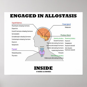 Ondergebracht in Allostasis Inside (hormoon) Poster