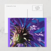 Onderkant van een Aster Briefkaart (Voorkant / Achterkant)