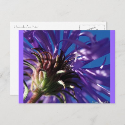 Onderkant van een Aster Briefkaart (Voorkant / Achterkant)