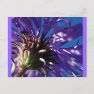 Onderkant van een Aster Briefkaart