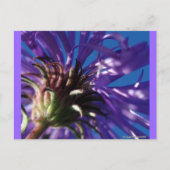 Onderkant van een Aster Briefkaart (Voorkant)