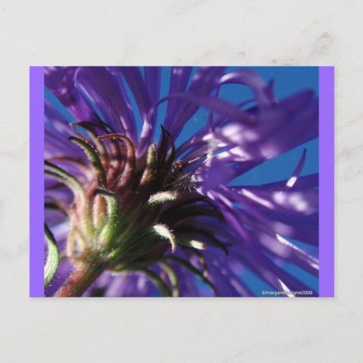 Onderkant van een Aster Briefkaart (Voorkant)