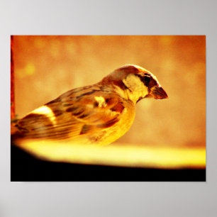 Onderling Sparrow Poster